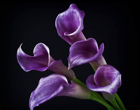 calla tatuaggio significato|LA CALLA: INDICA RAFFINATEZZA, BELLEZZA E。